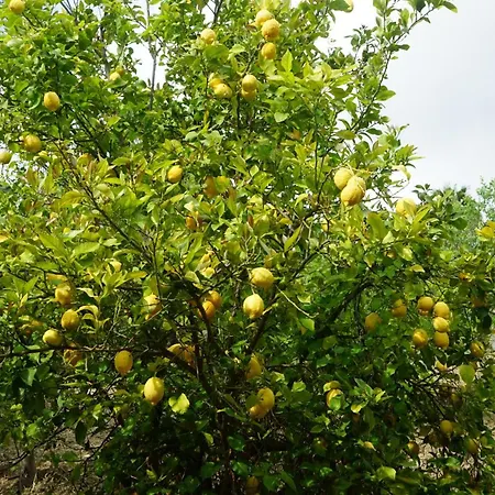 Il Falco Del Cilento Agroturismo